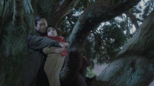 透光的树在线观看,透过树叶的时光之旅  第3张